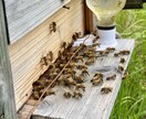 養蜂に挑戦したい！！西洋蜜蜂☆自然養蜂教えます 養蜂の始め方、副業にしたい方、蜜蜂や蜂蜜が好きな方☆ イメージ2
