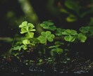 恋愛的確★気になる「あのひと」との事、占います ひとりひとりに丁寧に寄り添います イメージ6