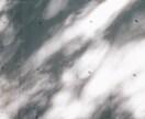 写真撮影・加工します イメージに沿った写真を撮ります イメージ3