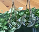 売れる？！人気講座⭐植物ハンガー作り方教えます うまく出来たらネット通販などでジャンジャン販売しましょう！！ イメージ2