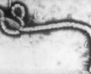 医学博士がウイルス、感染、どんなことでも回答します 病気、医学、バイオ(実験)など、ウイルスの専門家が答えます イメージ3