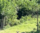 動物園の写真　【先着5名】　5→10枚提供します 商用利用OK！掲載写真全て、各種画像・動画に使えます！ イメージ9