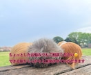 わんちゃん＆モルモットちゃんのお悩み相談のります パピー(わんちゃん)お手入れ苦手克服モルちゃんのお悩み相談 イメージ1