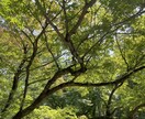 心の気持ち 迷いを聴きます 心に寄り添います。少しスッキリしてエネルギーを☺️ イメージ2