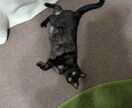 ペット、守護動物、神獣との結び、通訳します ペット、虹の橋を渡ったペット、守護動物等を通訳します。 イメージ1