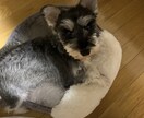ペットに関するご相談承ります 動物に関する相談等、お悩み事に対しての解決策をお手伝いします イメージ3