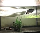 熱帯魚を始めたい方、サポートいたします 熱帯魚、海水魚飼育歴15年のナースマンです。 イメージ2
