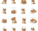 最安♡大切なペットをラインスタンプにします 大切な家族のペットを毎日使いたくなるスタンプに仕上げます♡ イメージ1