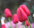 商用・商品化に使える花の写真素材を撮影します 色んな花を指定でき、幅広い用途で使えます イメージ5