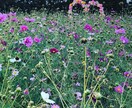 ライン感覚で何でも気軽にお話し聞きます 寂しい時や、誰かと何か話したい時、あなたの心に寄り添います イメージ1