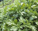 家庭菜園、畑、植木のご相談承ります 野菜、植木農家の経験を活かしサポートします。 イメージ1