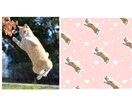 あなただけの柄を作ります ペットやご家族のお写真を柄に! イメージ1