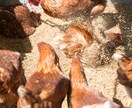 平飼い養鶏のご相談にのります プロの養鶏家がお答えます!飼い方、産卵箱、平飼い養鶏開業 イメージ5