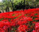 お花の写真メインで提供します お花、風景をメインに写真提供します。 イメージ3