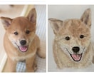 ペットの写真から水彩画か鉛筆画で似顔絵を描きます ペットの顔を描きます。原画をお届けします。 イメージ1