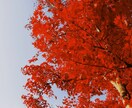 用途に合わせた素材をも致します シンプルなものからこだわりの写真素材を提供致します。 イメージ1