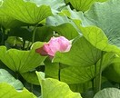 強化版✨遠隔でレイキヒーリングします 心と体を軽くして、あなたらしく生きれますようお手伝いします。 イメージ1