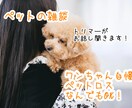 ペットのお話しなんでも聞きます 現役トリマーがペットのお悩み相談お受けします！ イメージ1