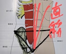 ダイエットは【姿勢】で一段階変わります 認定理学療法士が【身体の不均衡】を医療知識で解消します！ イメージ3