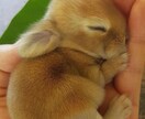 あなたのお気持ちが軽くなる為！お聴きします お気持ち緩めにおいでください。ほっとしましょ。受け止めます。 イメージ3