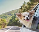 愛犬のための手作り食【リピーター様専用】になります ★リピーター様の専用サービスです★ イメージ4