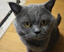 ワンチャンの、困ったを、飼い主様と一緒に解決します ワンチャン、ネコちゃんも家族の一員。 イメージ2