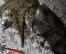 狙った魚つらせます 瀬戸内海を制すために必要な3つのこと イメージ1