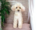大切な愛犬さんをお作りします 世界にたった一つ♡うちのコ羊毛フェルト♡ イメージ4