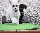 愛犬のご相談お気軽に！しつけやケア イメージ3