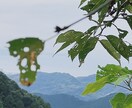 眠れない夜に、そっと寄り添いお話聞きます 傾聴、カウンセリングサービス。 イメージ1