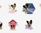 愛犬、愛猫など【写真】LINEスタンプ作ります 明るくポップなデザインで可愛さ演出！！ イメージ3