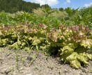 農薬等を使わない農法のご相談を承ります 水稲、小麦、野菜、鶏、日本ミツバチに取り組んでみませんか？ イメージ8