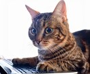 動画編集を代行します 予算が少ない！！でもYouTube動画編集依頼したい方必見！ イメージ1