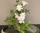 土日限定！（曜日要相談）暇つぶしのお相手致します 当方アラフィフオヤジです。一緒にお悩み考えましょう！ イメージ1