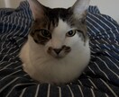 恋愛のモヤモヤ一緒に整理します 話しながら気持ちと状況を整理します イメージ1