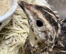 愛玩動物飼養管理士資格保持者が相談乗ります 飼いたいけど飼い方がわからないなどの相談に乗ります イメージ2
