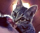 猫プロが撮った写真集あります 猫大好きな猫好き猫ままです!猫の写真提供 イメージ7