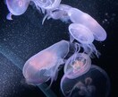 広告など様々な用途向け写真素材をご用意しております 植物、風景、水の生き物たちの美しい素材を活かしてます イメージ8