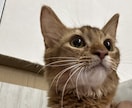現役店長がペットのしつけや相談事など承ります 現役店長がワンちゃん猫ちゃんについて全力でサポートします！ イメージ3