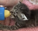 保護子猫の育て方（初心者歓迎）丁寧にサポートします 乳飲み子猫の命をつなぐ技術と知識、伝えます,ﾟ.:｡+ﾟ イメージ3