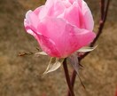 花の写真を提供します 青空や田舎の空気もお届け! 現在70枚、少しずつ増えます。 イメージ2