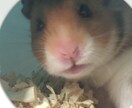 ハムスターの飼育方法、病気など相談受け付けます イメージ3