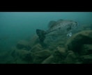 水中ドローンで釣り場の状況や魚の有無を調べます 見えないフィールドを知る為の新しいツール！ イメージ4