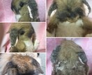 ペットのぬいぐるみ作ります 大切なペットのぬいぐるみをお作りします！ イメージ1