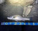 初心者向けのルアーフィッシング道具を選びます 1本のロッドで【なんでも釣りたい】欲張りさん必見です！ イメージ5