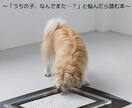トイレの成功率を上げる！5つのポイントお伝えします 「トイレの失敗が減らない…」そんなあなたへのPDF教材です！ イメージ1