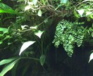 写真を撮影し、写真の使用の権利を提供、販売します 写真を提供してほしい人、自分のすきな、写真を選べる。 イメージ1