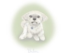 動物のふんわりオリジナル似顔絵アート描きます かわいくて優しいイラストに仕上げます イメージ1