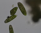 プランクトンの顕微鏡写真を提供します 元生物教師がミジンコやボルボックスの綺麗な写真を撮りました。 イメージ1
