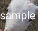 動物写真(ヤギ特集)を提供します ヤギたちの可愛くて癒される写真です♪ イメージ5